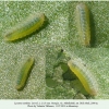 lycaena candens georgia larva1